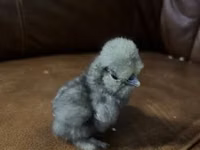 Ayam Cemani — photo 5