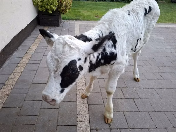Ng'ombe jike, Russian Black pied cattle