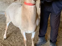 Carnero, Arashan sheep — foto 2
