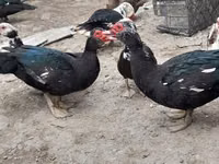 Ducks — 照片 1