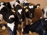 Ng'ombe dume, Simmental cattle — picha 4