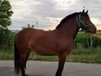 Mare, Horses — photo 5