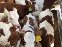 Ng'ombe (kikundi, jinsia haijatajwa), Simmental cattle — picha 4