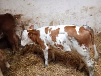 Ng'ombe (kikundi, jinsia haijatajwa), Simmental cattle — picha 4