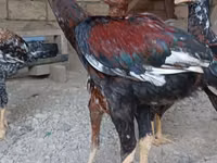 Chickens — 照片 2