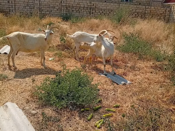 عنزة, Saanen goat