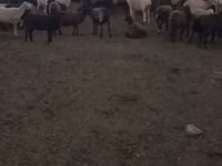 Овца, Эдильбай овца — фото 7
