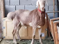 Carnero, Rhon sheep — foto 5