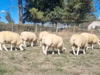 Ram, Texel sheep — photo 2