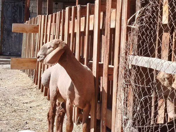 كبش, Rhon sheep