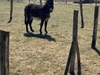 公马, Kerry Bog Pony — 照片 1