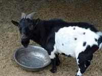 Billy Goat, Nigerian dwarf goats — photo 1