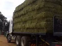 Lucerne For Sale - Small Bales (For Sale) — फ़ोटो 4
