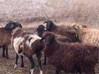 كبش, Kazakh fat-tailed coarsewool sheep — الصورة 1