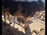 Toro, Red Estonian cattle — foto 6