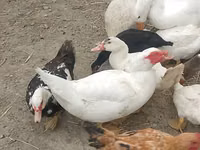 Chickens — फ़ोटो 2
