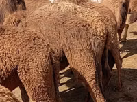 骆驼（批次，未指定性别）, Kazakh Bactrian camel — 照片 4