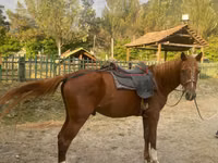 公马, Karabakh horse — 照片 2