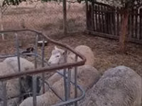 Wad, Cerry Hill sheep — sawirka 1