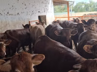 公牛, Simmental cattle — 照片 7
