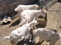 Mbuzi jike, Russian White goat — picha 5