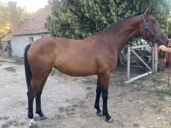 Mare, Kisber felver