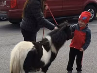 Faras, Miniature horse — sawirka 7