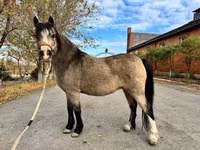 Farasi jike, Welsh Mountain Pony — picha 7