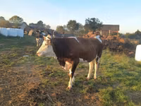 Lo’, Simmental cattle — sawirka 2