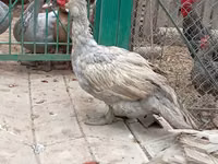 Ducks — foto 1