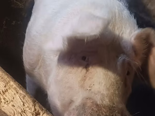 Boar, 