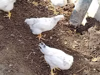 Chickens — फ़ोटो 2