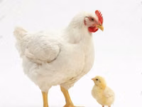 Chickens — 照片 5