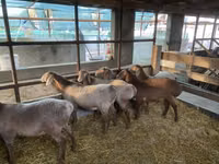 نعجة, Tian-Shan semifinewool sheep — الصورة 2