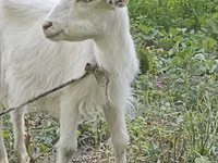 母山羊, Orenburg goat — 照片 2