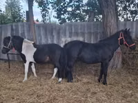 Horse (M), Horses — photo 2