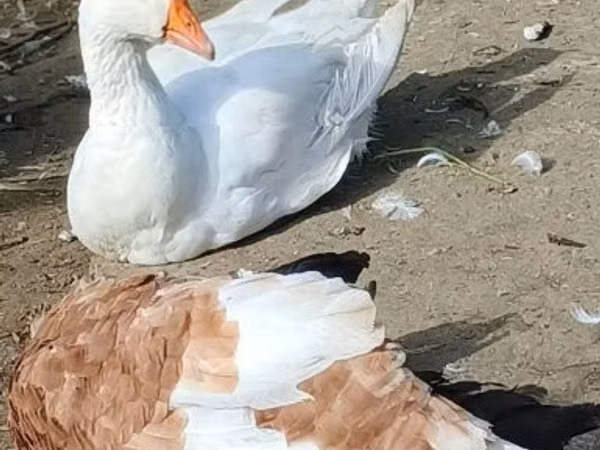 Geese