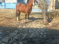 公马, Karabakh horse — 照片 6