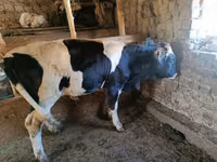 Bull, Holstein breed — photo 2