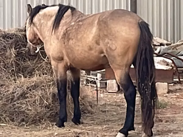 Horse (M), Horses