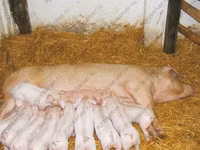公猪, Pigs — 照片 1