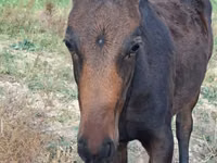 Horse (M), Thoroughbred horse — photo 2