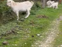 बकरी, Saanen goat — फ़ोटो 1