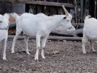 Goat, Goats — photo 1