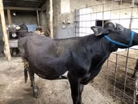 Kuh, Russian Black pied cattle — Foto 1
