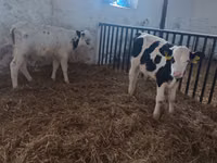 Bull, Cattle — photo 2
