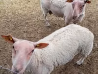 Ido (xirmo, jins lama sheegin), Charollais sheep — sawirka 1
