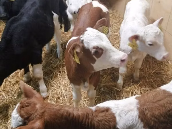 Ng'ombe (kikundi, jinsia haijatajwa), Simmental cattle