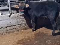 公牛, Swedish red cattle — 照片 4