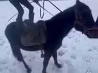 公马, Hungarian horse breed — 照片 5